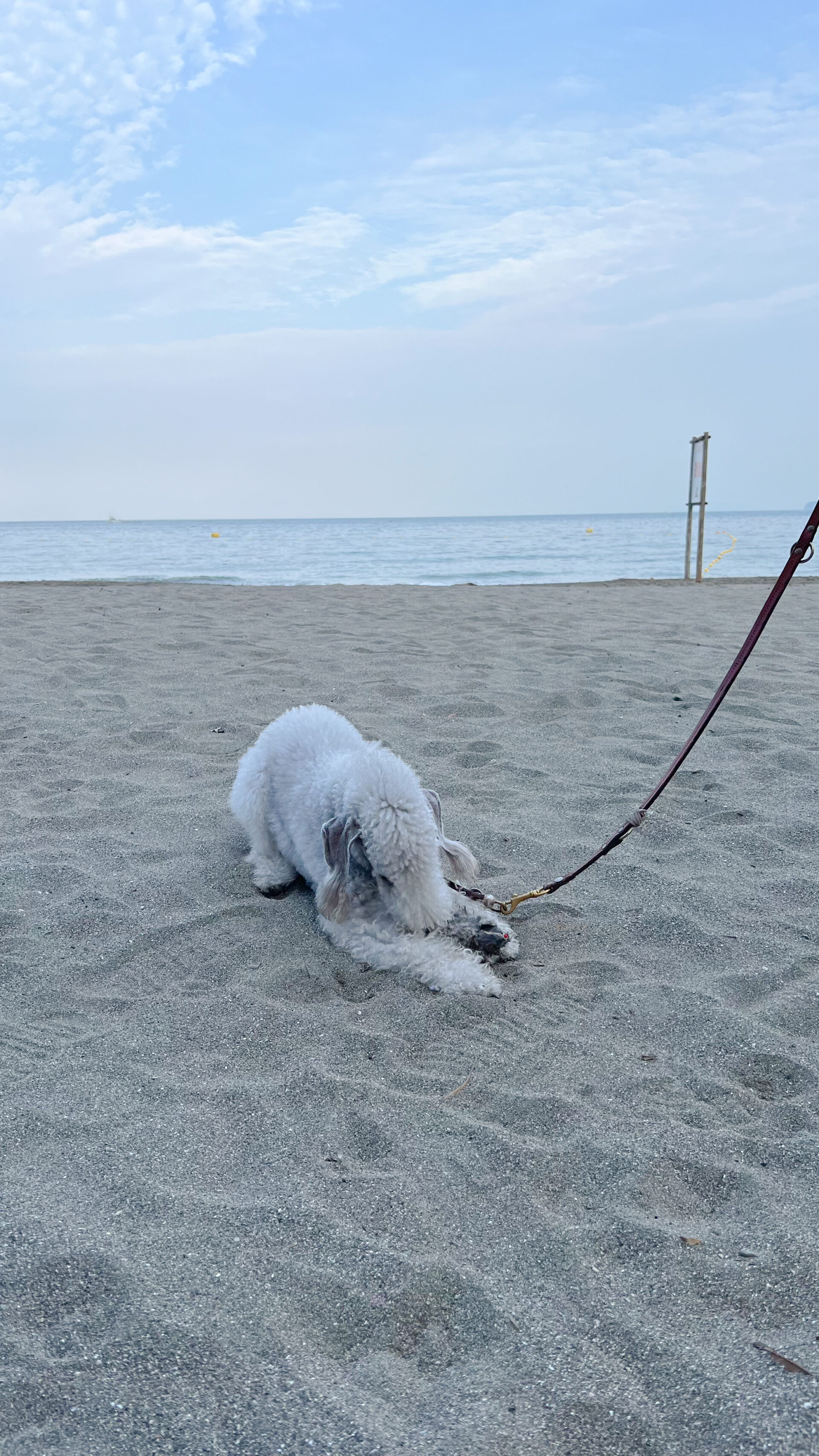 【スタッフの日常】もしも犬とくらしたら