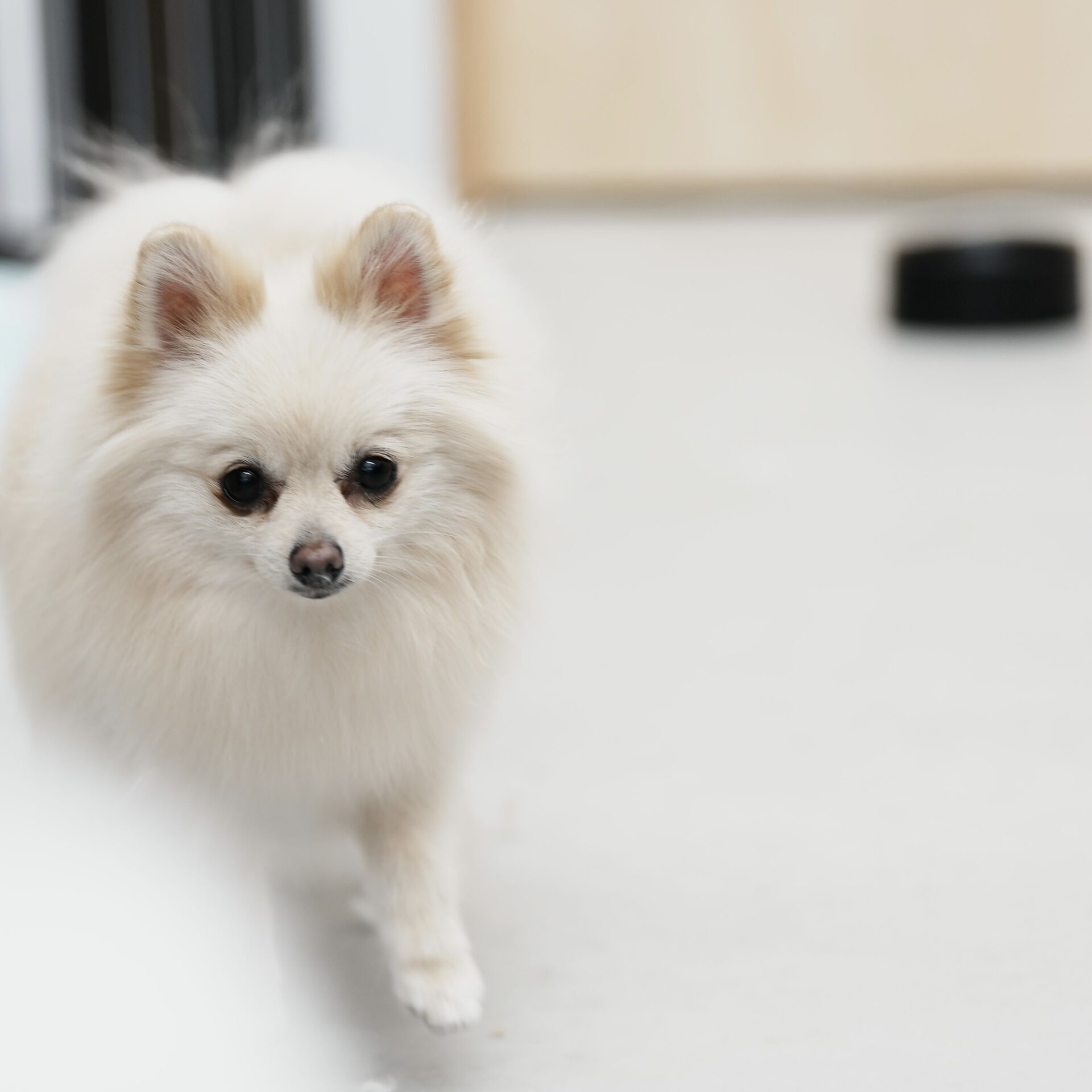 わんちゃんの肥満もひとつのサイン