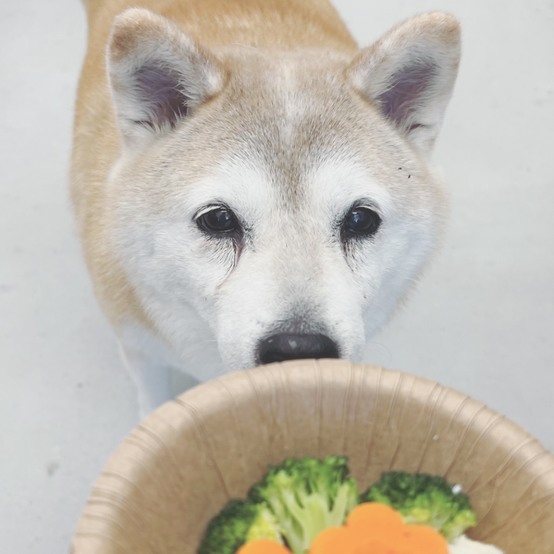 わんちゃんと食べもの