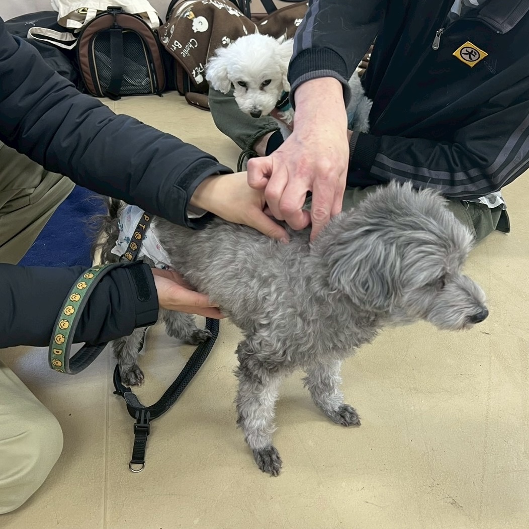 わんちゃんのマッサージを学んできました②