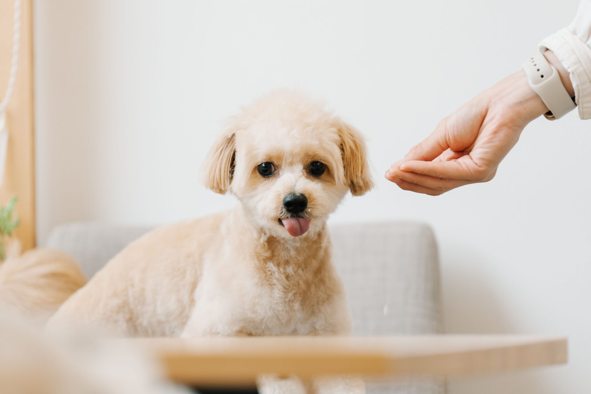 「無添加」と書いてあるけど、本当に安心？