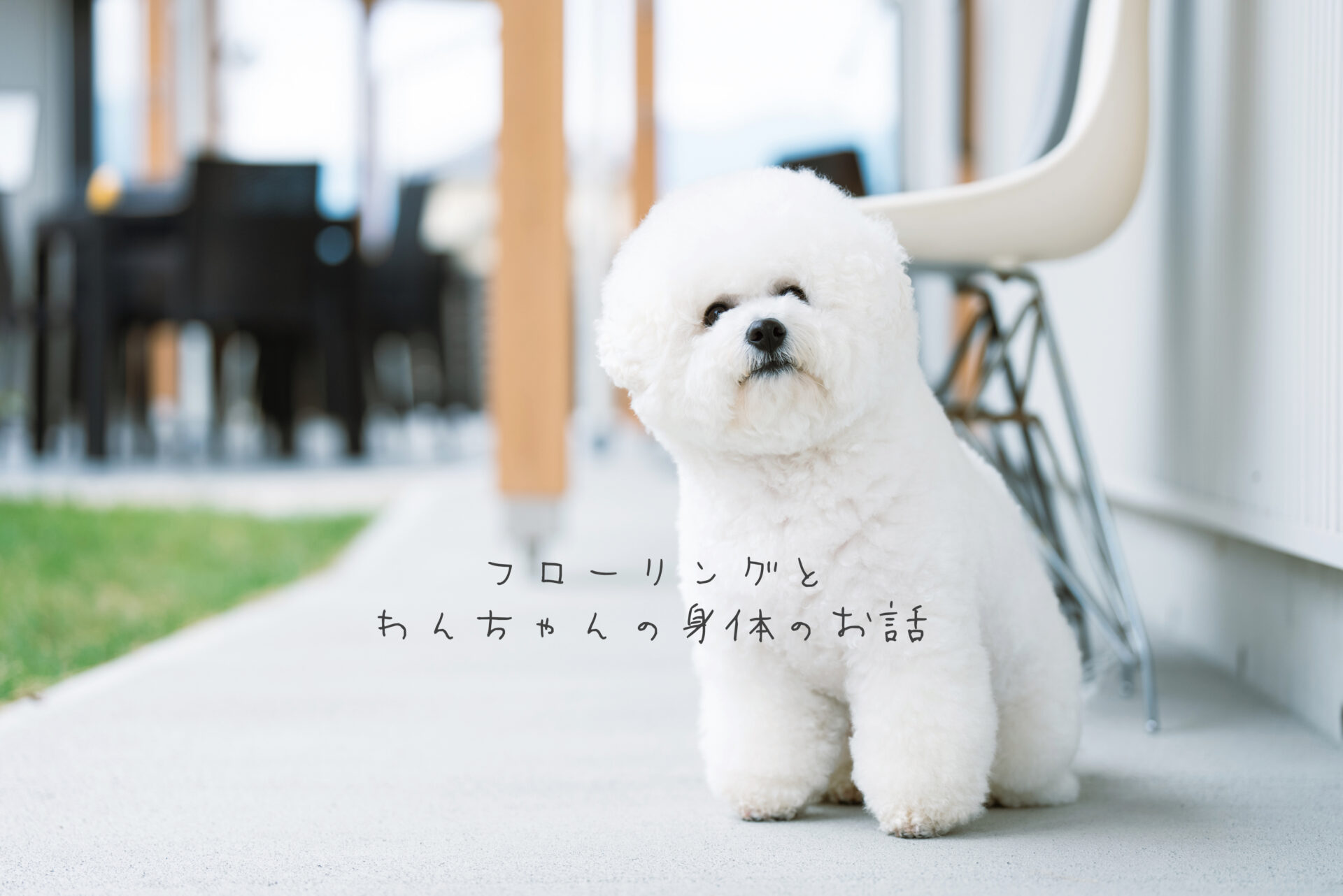 フローリングとわんちゃんの身体のおはなし🐾