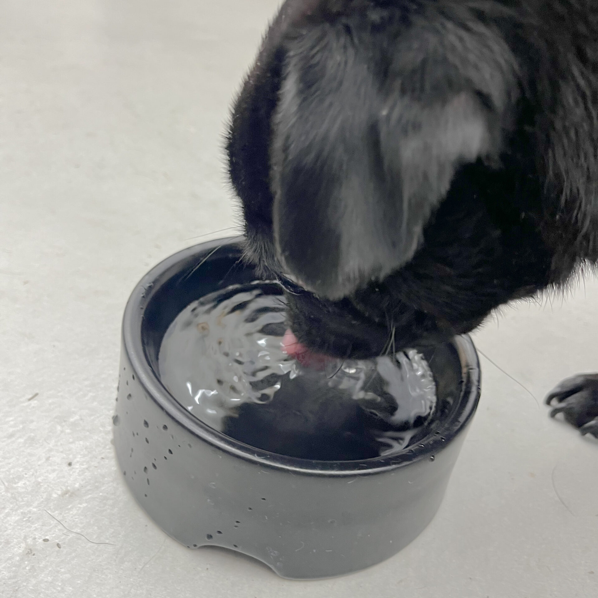 季節にかかわらず大切な、わんちゃんの水分補給